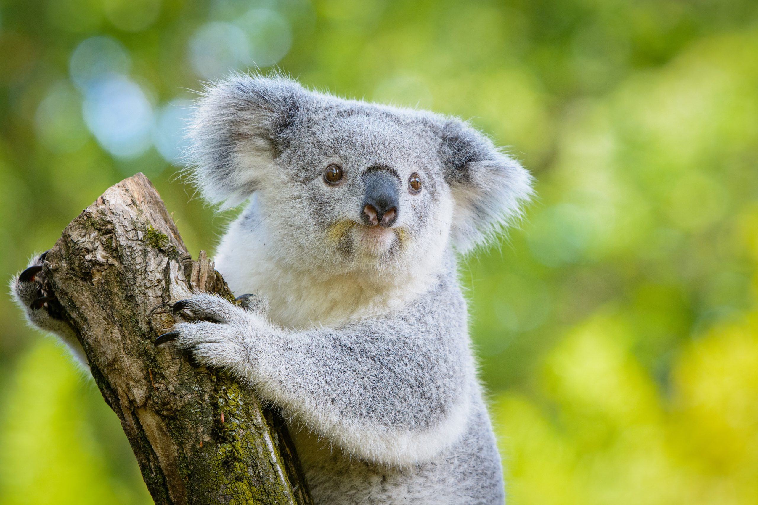 Bangalow Koalas  The International Wildlife Coexistence Network