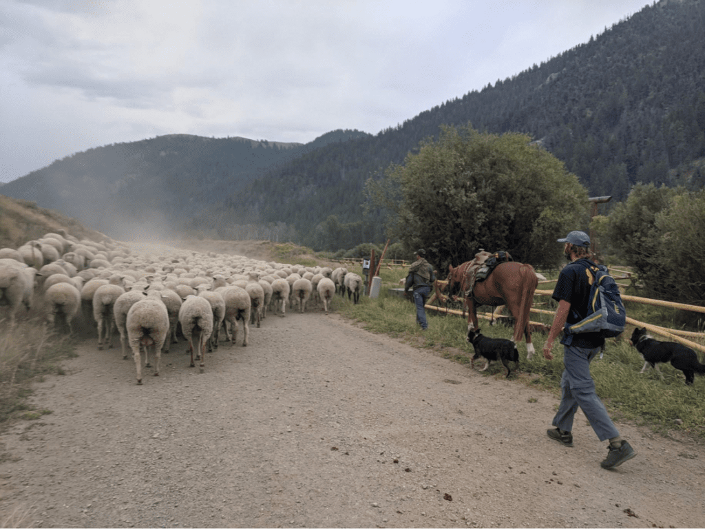 livestock guided by guardians