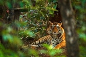 A big tiger in a green landscape