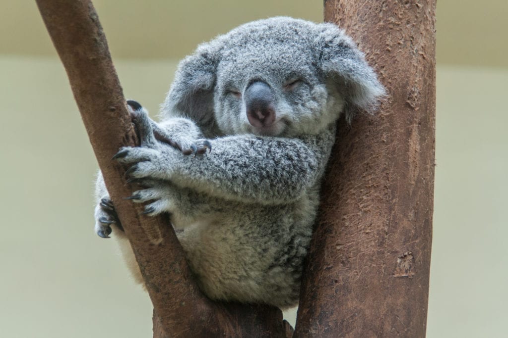 A koala on a tree