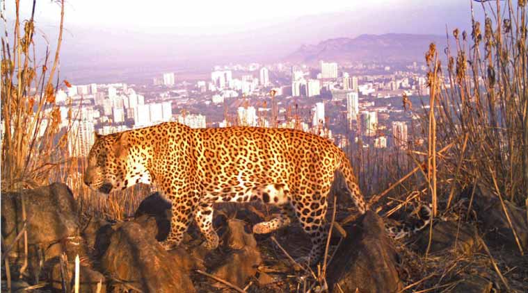 leopard in Mumbai