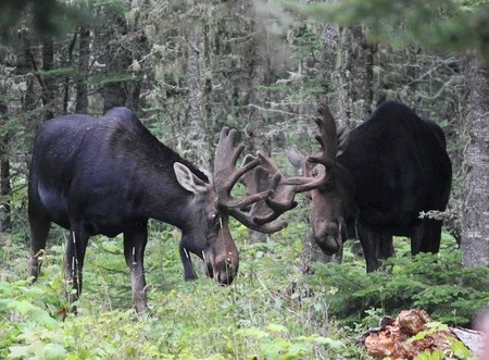 Bull Moose in Rut NPS 