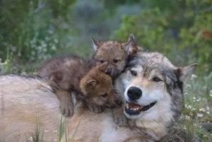 Wolf pups and mother