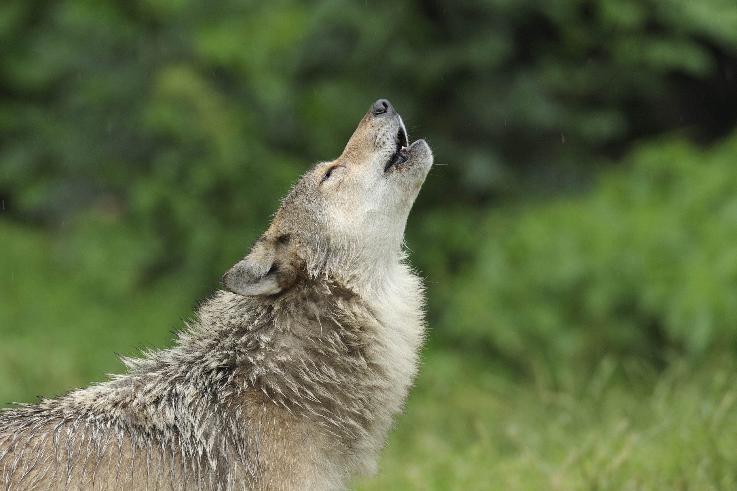 Efforts to Relist Wolves Vary by Location | The International Wildlife ...