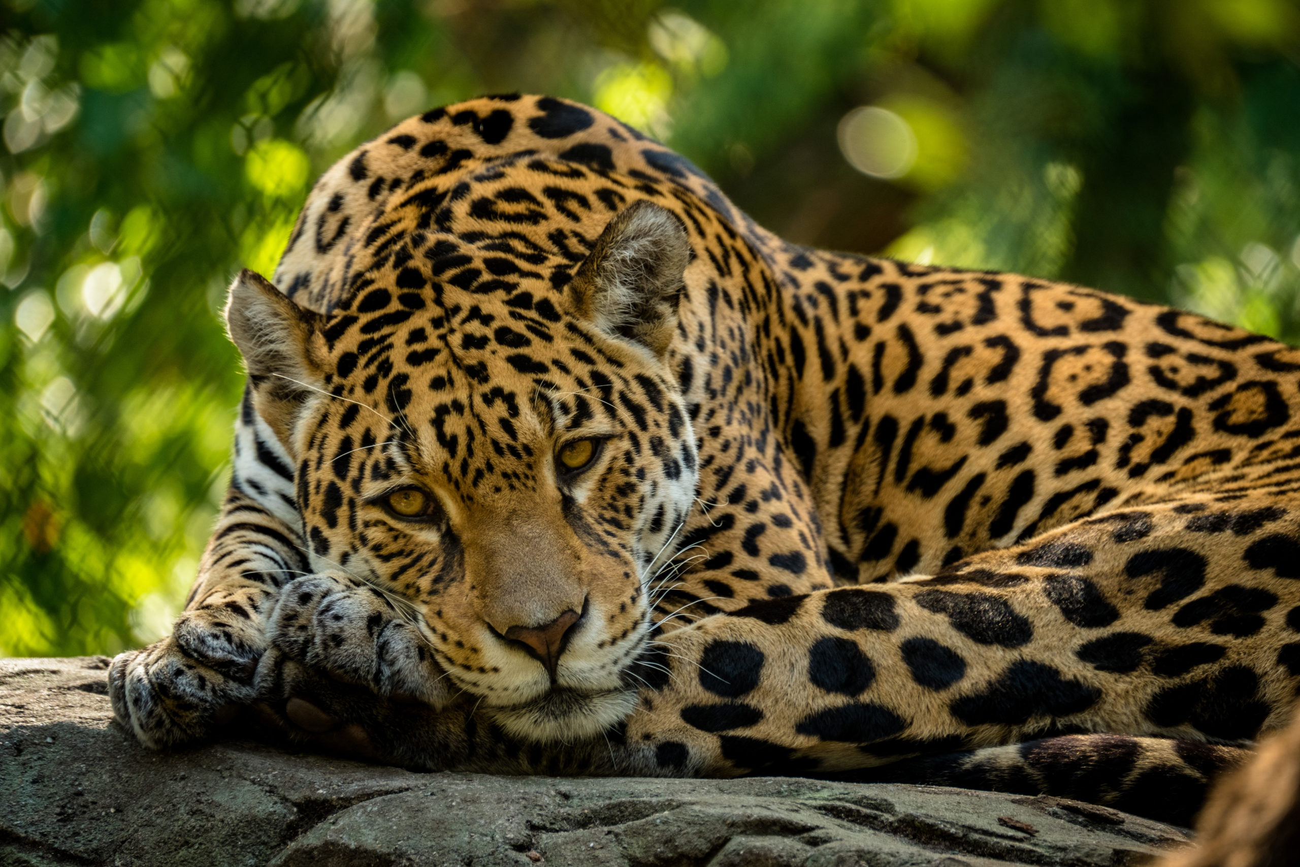 Biofutura Jaguars | The International Wildlife Coexistence Network