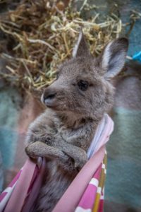 Orphaned Kangaroo