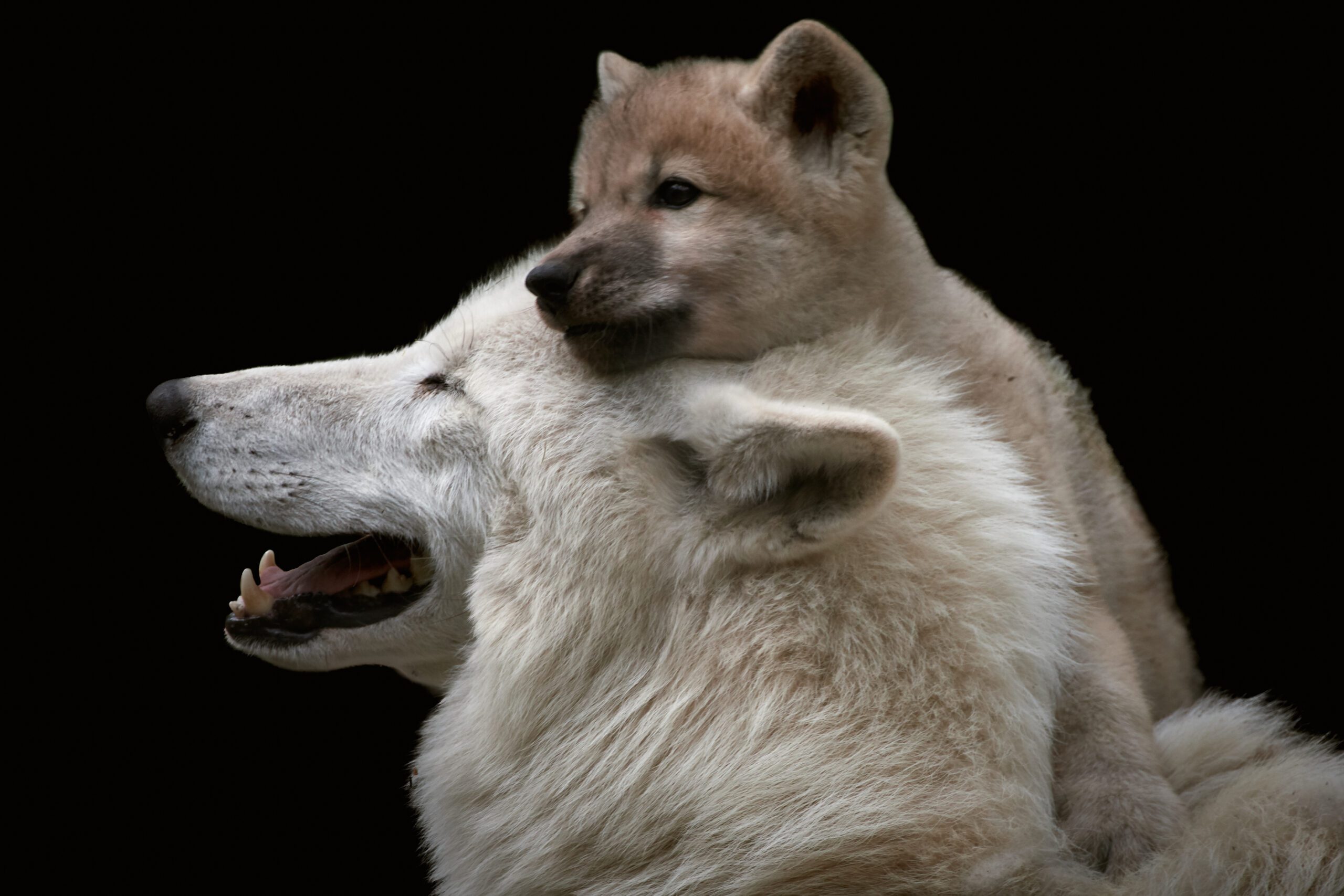 Remembering Wolf Mothers Today | The International Wildlife Coexistence ...